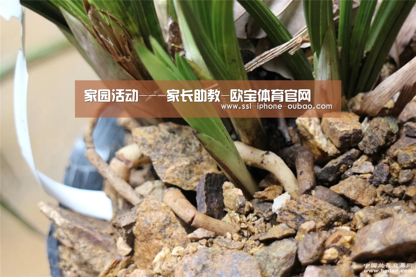 欧宝电竞